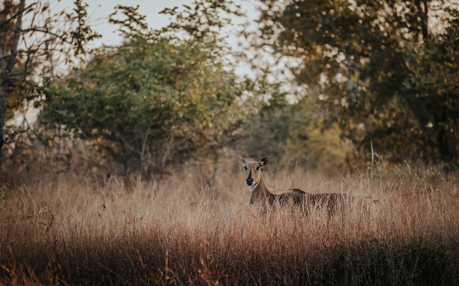 Panna National Park