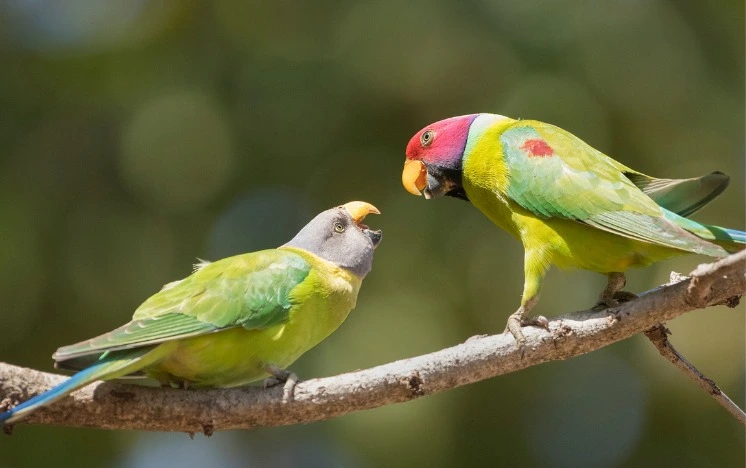 Two Parakeets Interaction - Bird Calls and Behavior