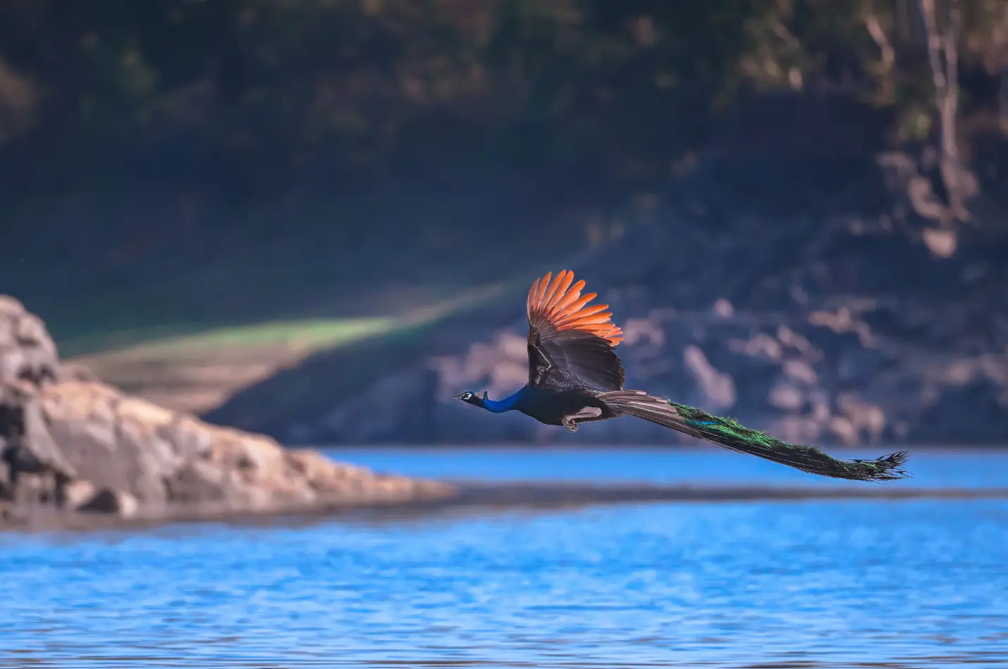 Joy of Birding - Beginners Foundation Course