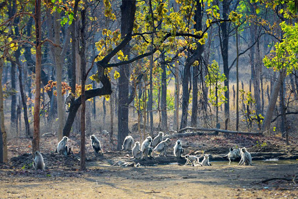 Best Gates in Pench