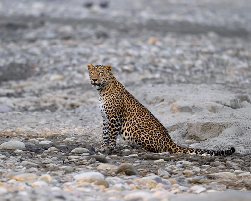 leopard