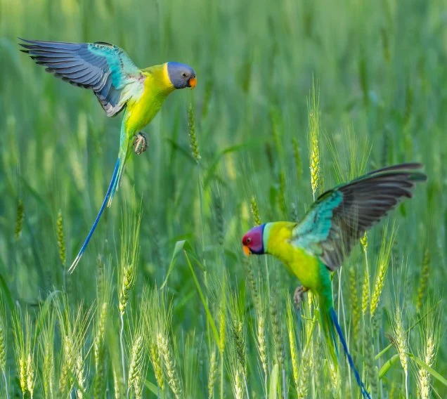 Birding Course for Professionals