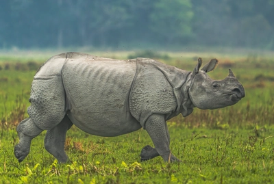 wildlife tour in kaziranga national park