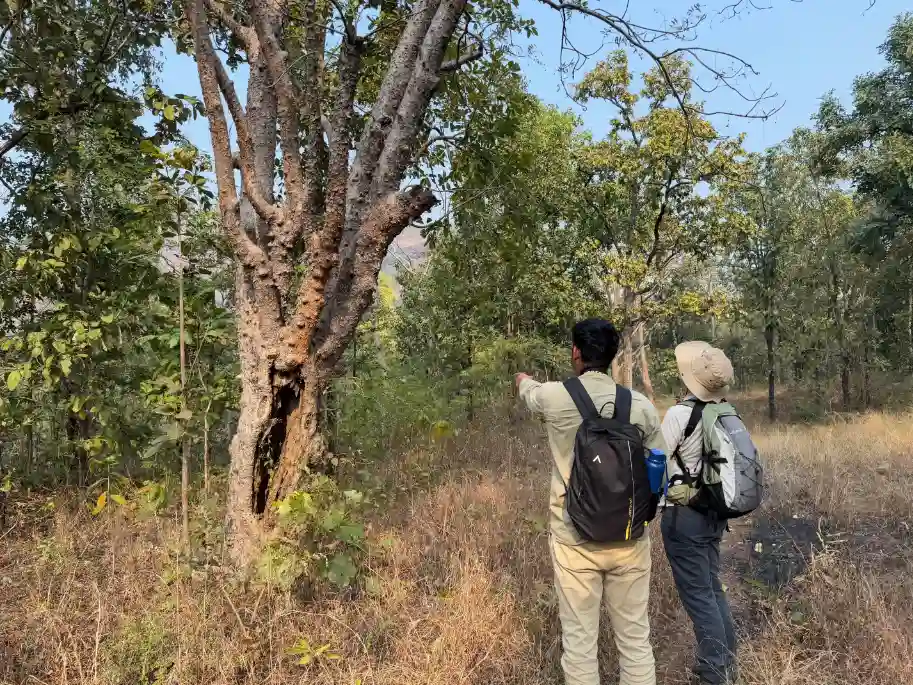 Participants identifying wildlife signs and common species during a forest nature walk