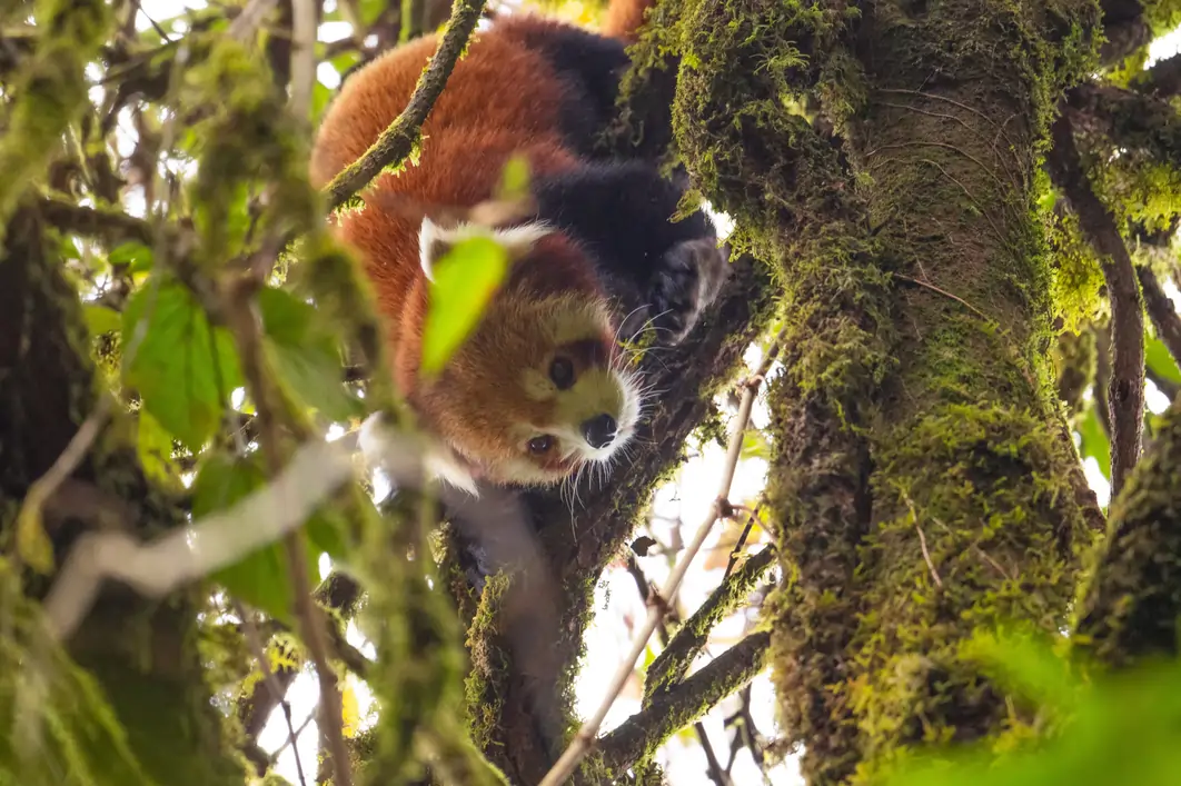 Red panda spotted on tree in natural Himalayan habitat