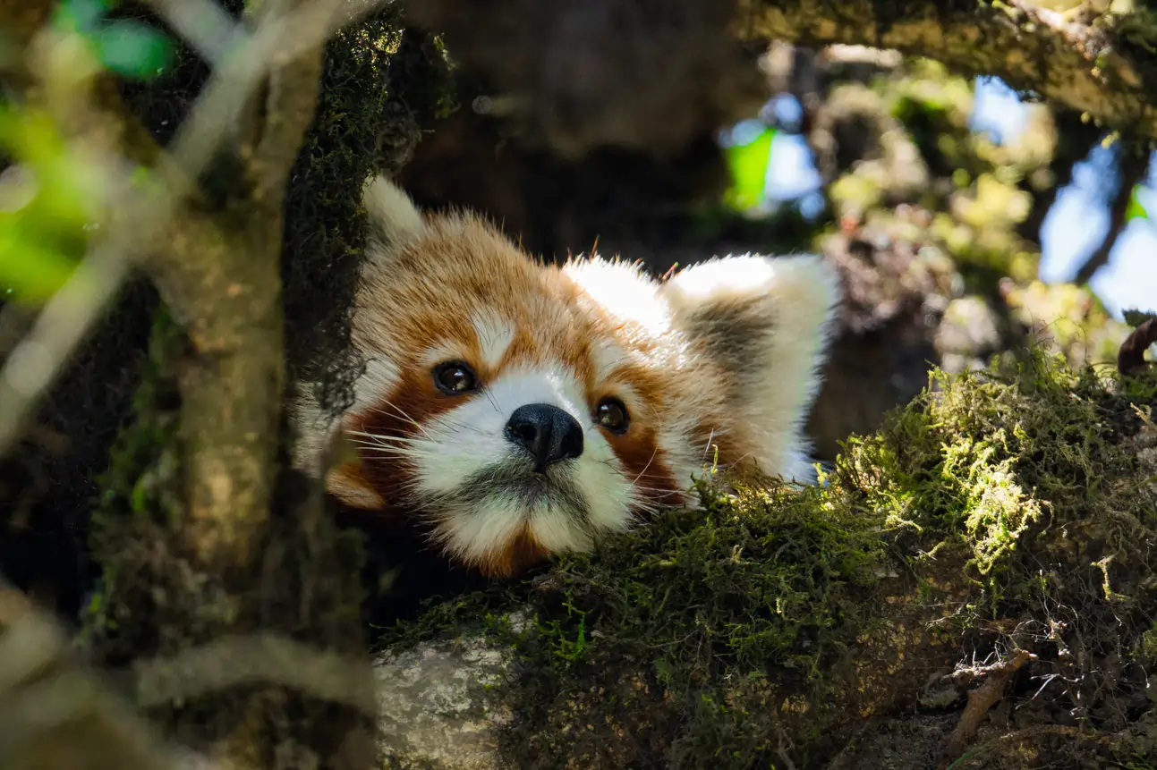 Red Panda in Tree