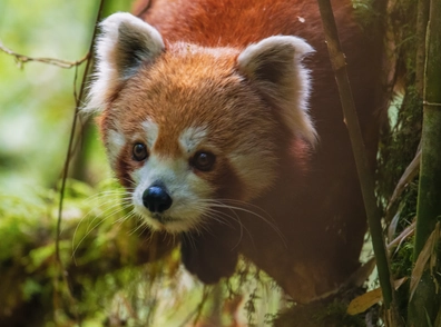 red panda 