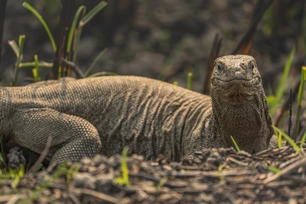 reptiles