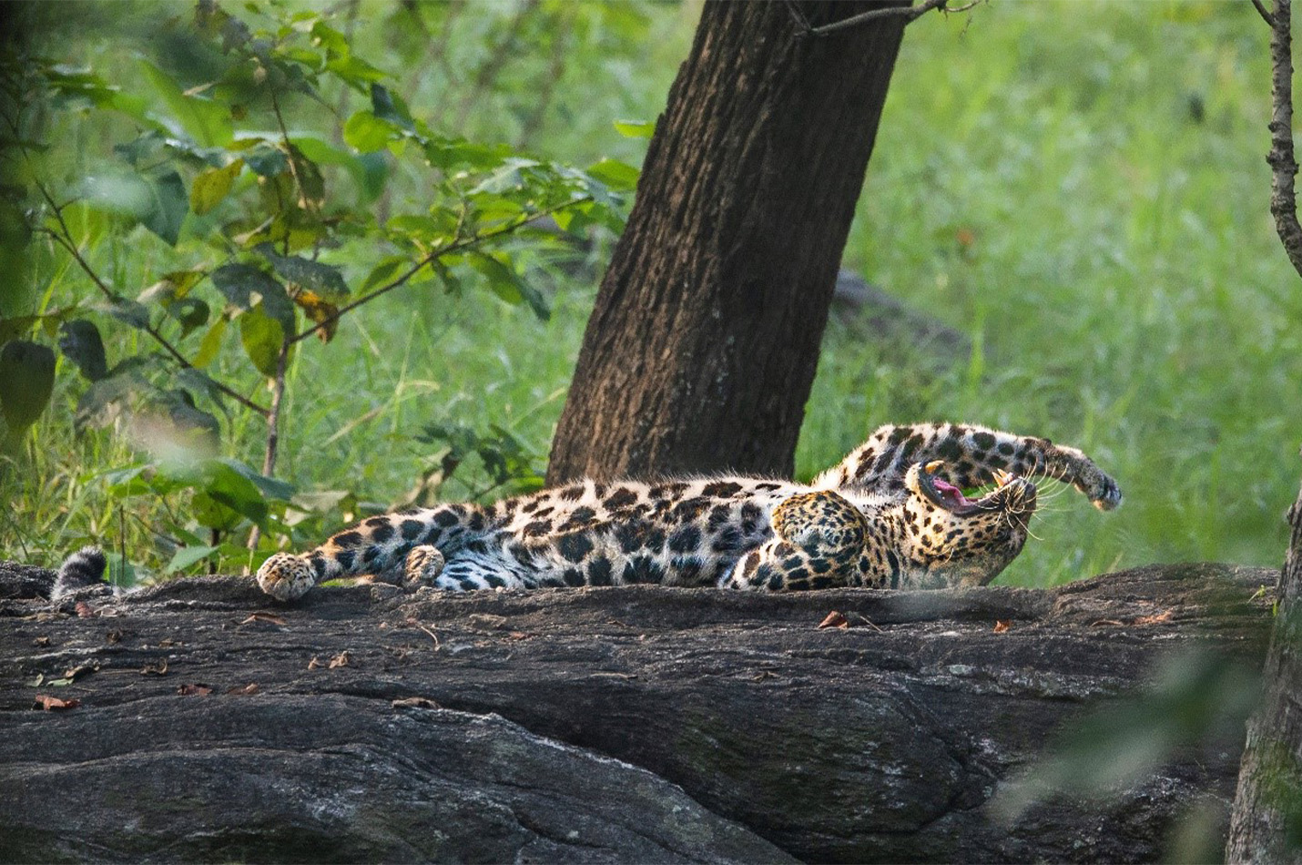 Satpura Tiger Safari