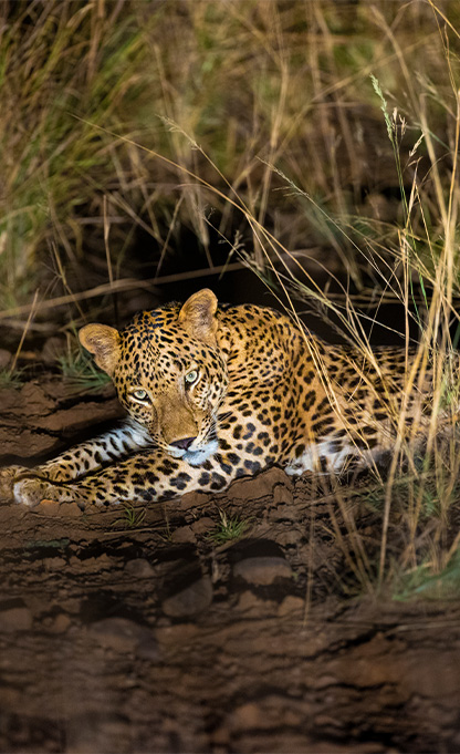 Pench Kanha Satpura Tour