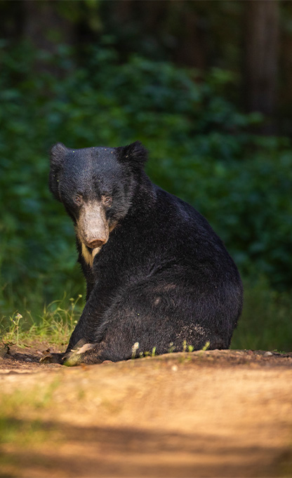 Wildlife Tour