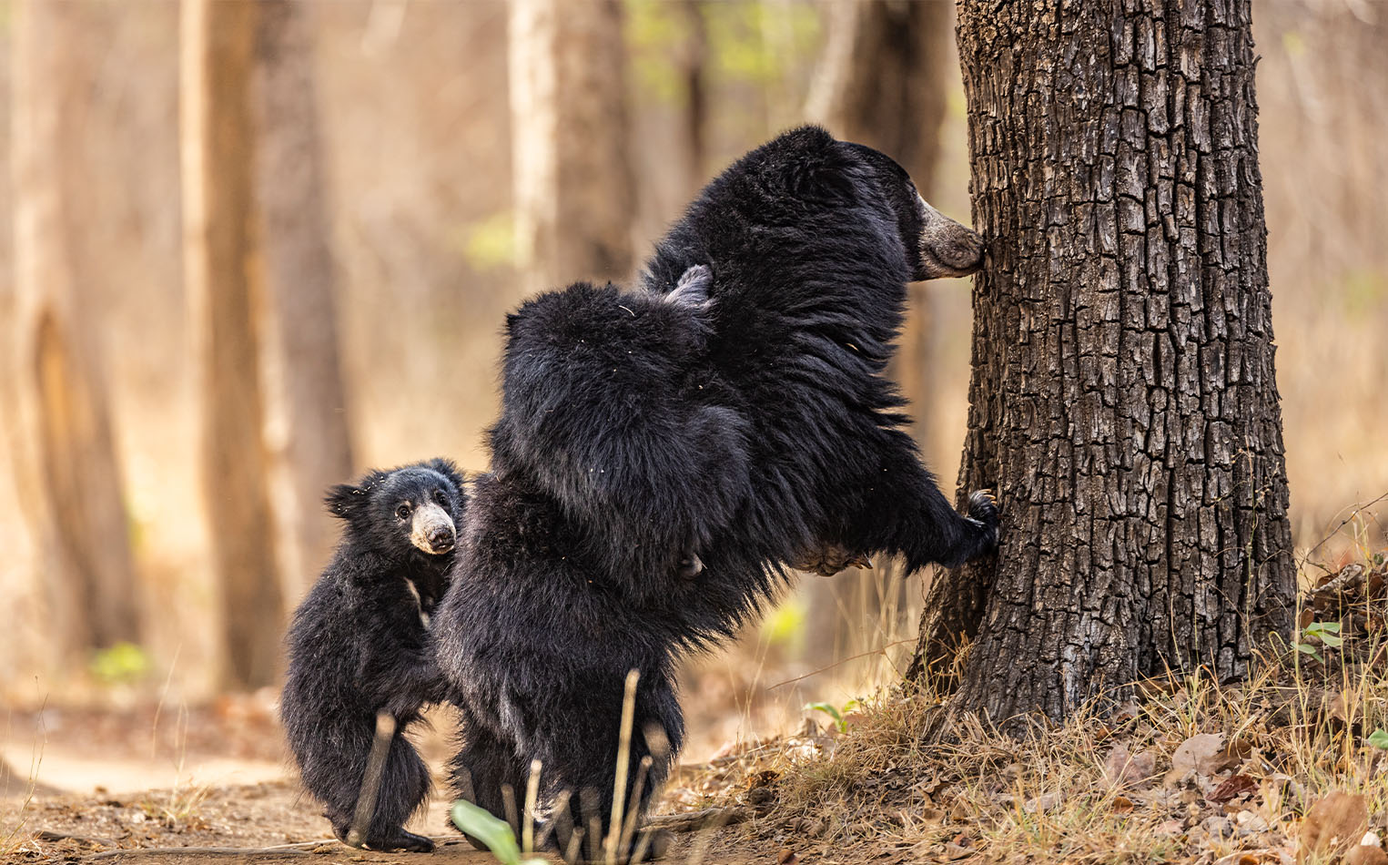 Satpura Kanha Wildlife Tour