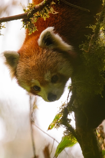 North East India Wildlife Tour