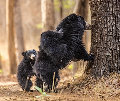 sloth bear with cubs near a tree