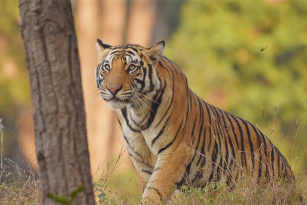 7 Lesser Known Facts about Tadoba