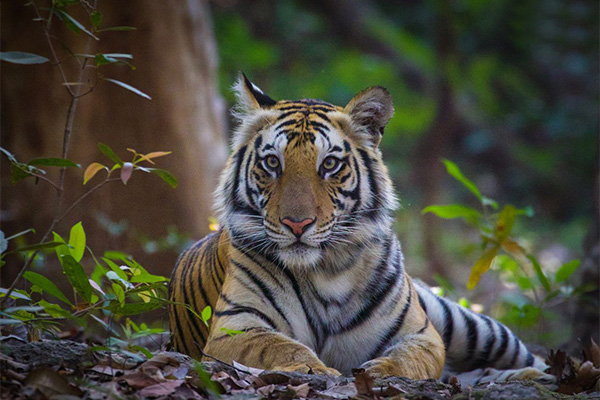 9 Top Activities in Tadoba