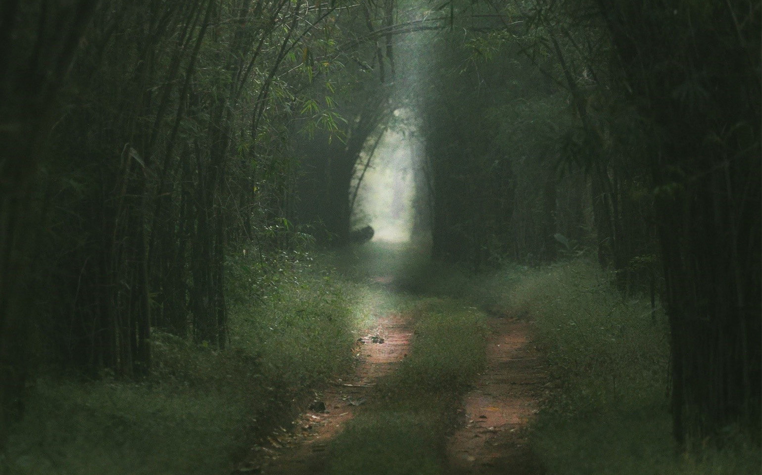 Tadoba National Park