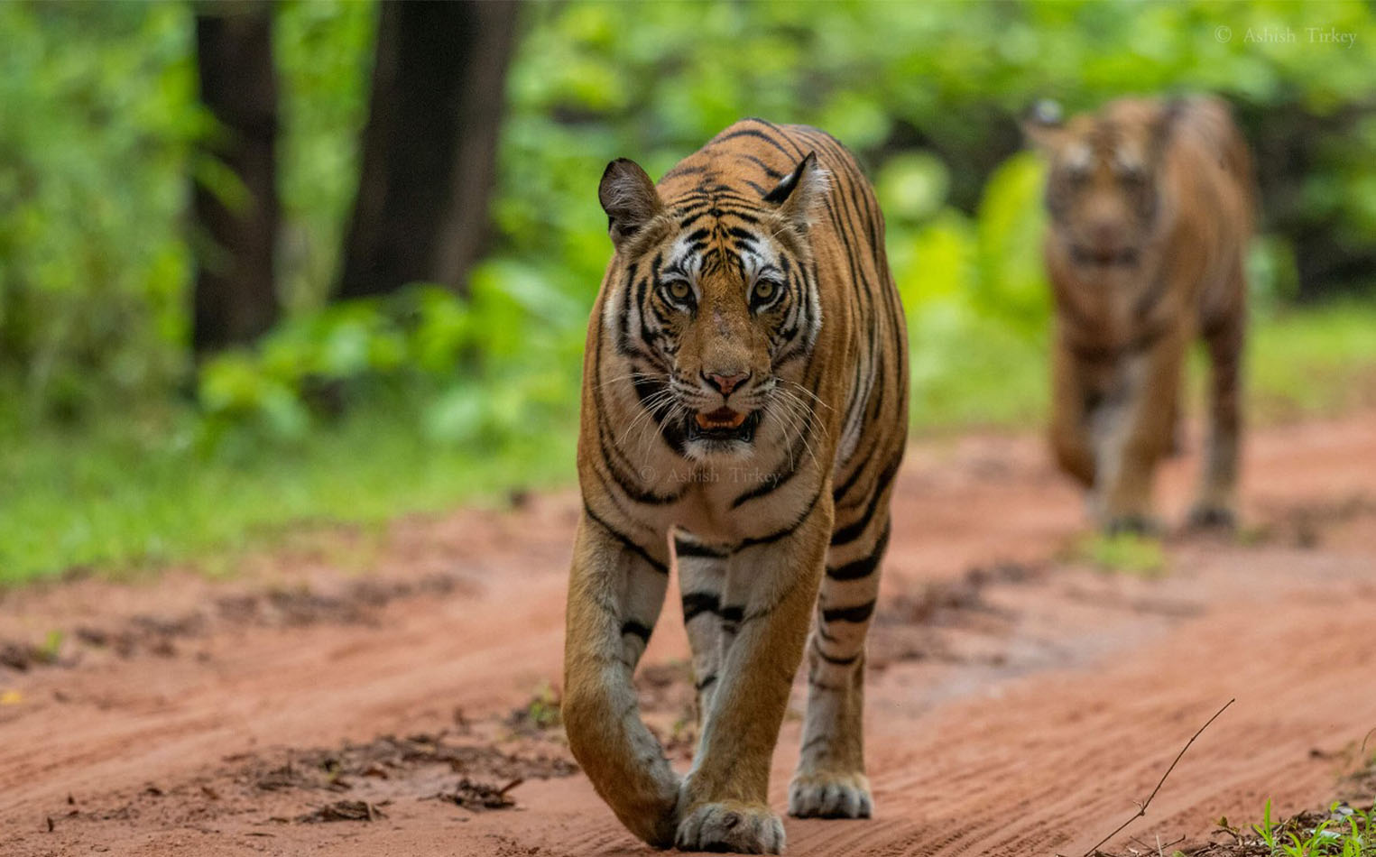 Wildlife Tour in Tadoba & Pench