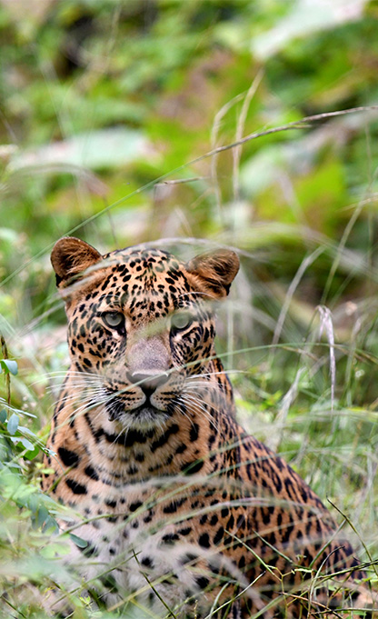 Tadoba – Satpura