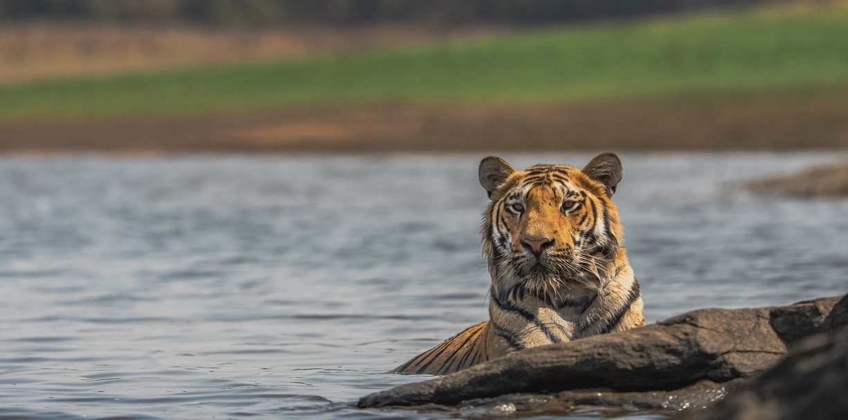 the river tiger photography