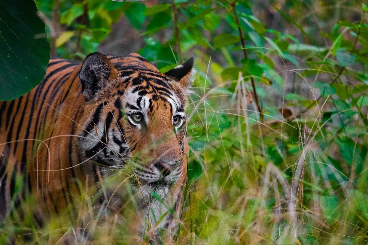 tiger tour in satpura, pench, kanha & bandhavgarh