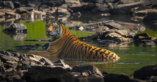 tiger rest in water