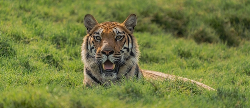 tiger through grass
