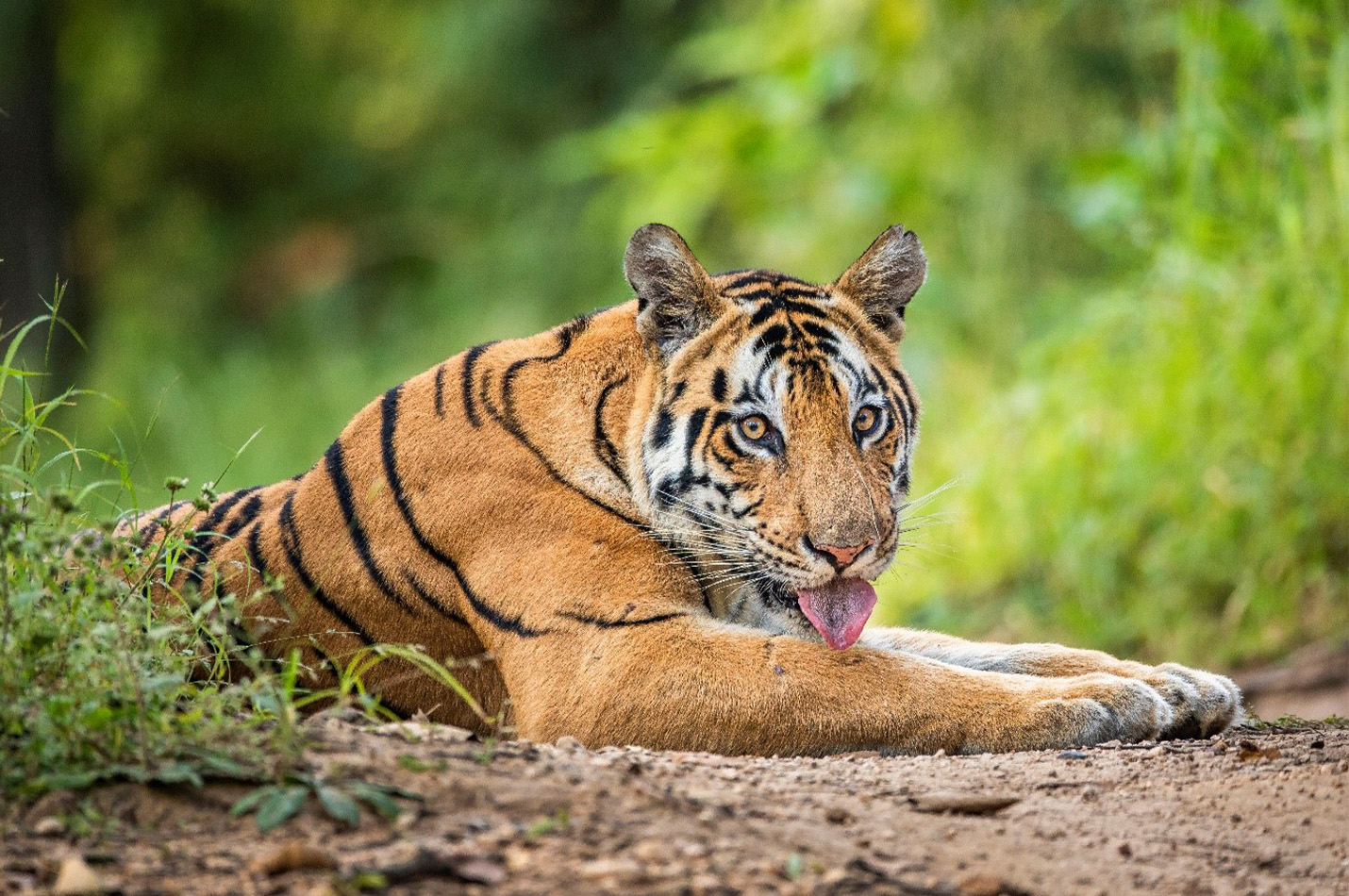 Tiger Tour in India