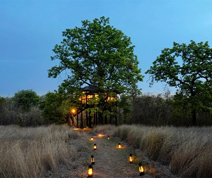 luxury tree house