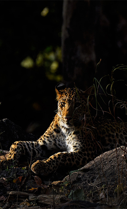 Night Safari in Bandhavgarh
