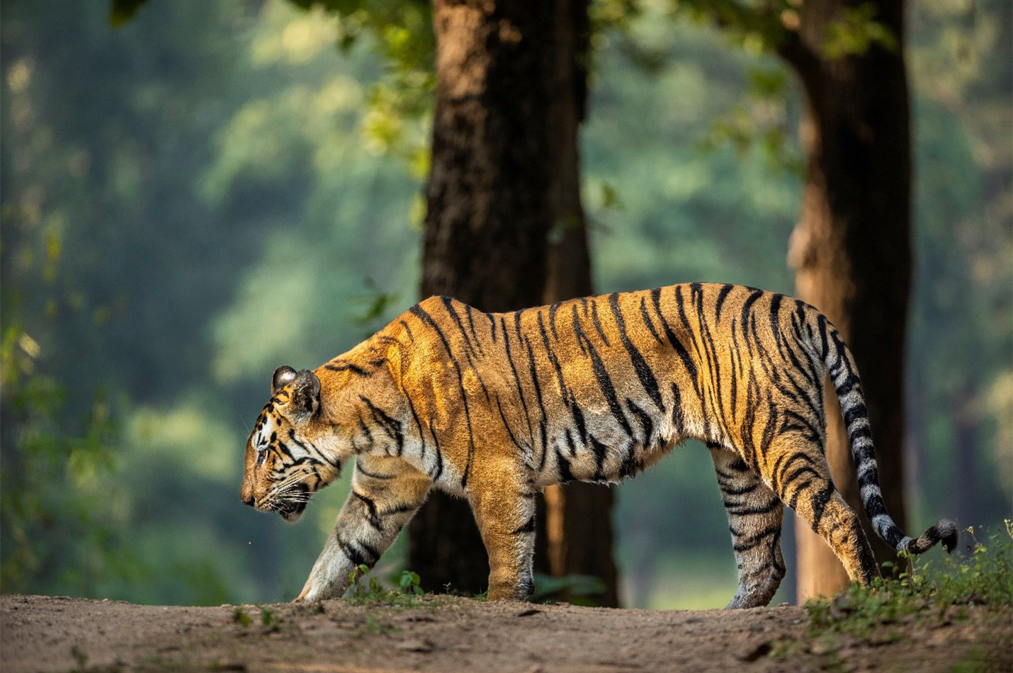 Panna, Bandhavgarh, Kanha, Pench Wildlife Tour