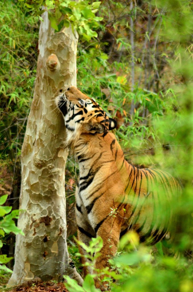 Bamera - Legend of Bandhavgarh