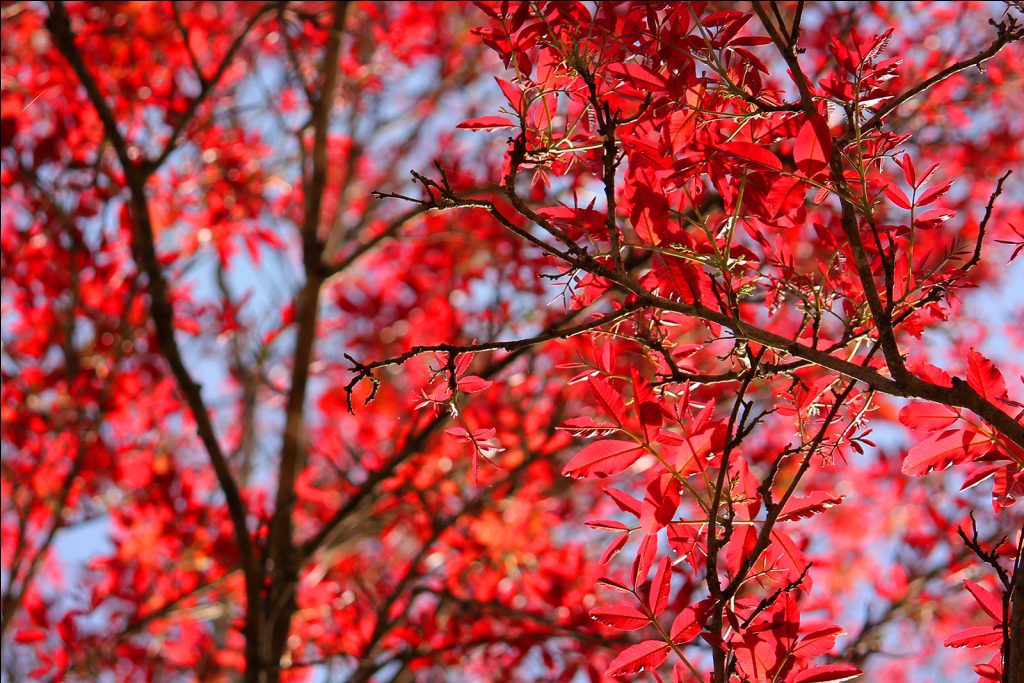 Tree Leaves Blooming