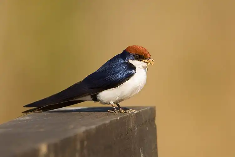 Wire tailed swallow