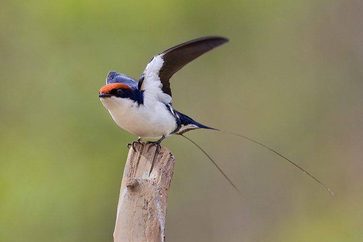 Wire tailed swallow