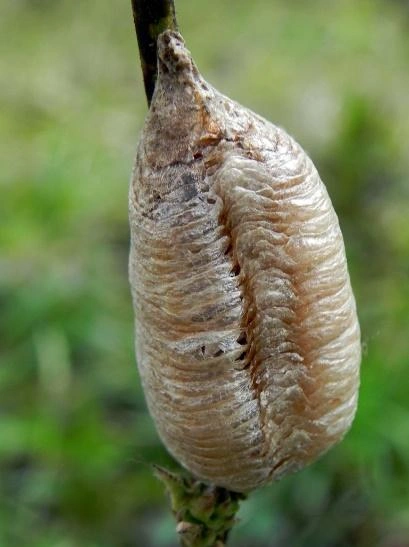Praying mantis egg sac or ootheca