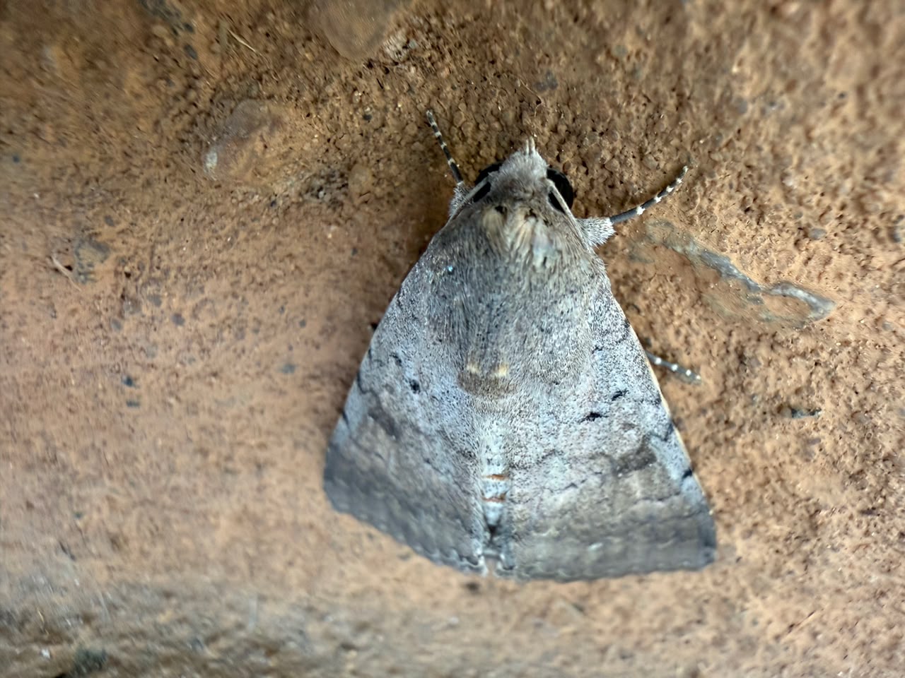 Colourful Moths | Pugdundee Safaris