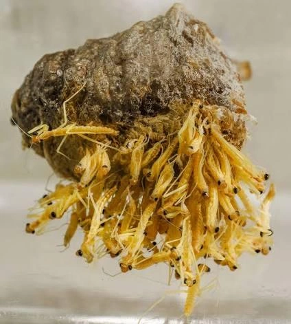 Young mantis nymphs hatching from egg sac
