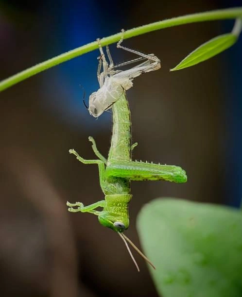Mantis nymph moulting its exoskeleton