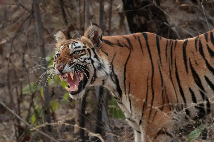 Jaws of Tigers | Weapons of the Wild Explained