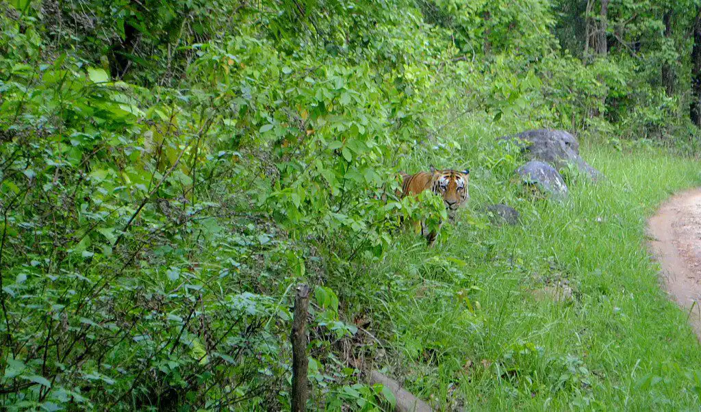Tigers in Kanha National Park From-Jungle-red-eye