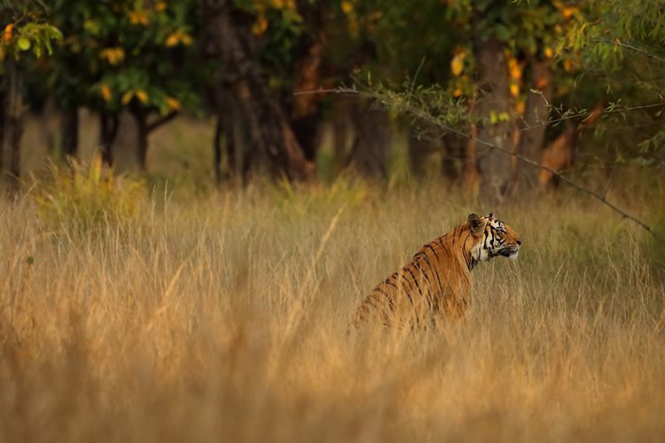 Tiger at Bandhavgarh