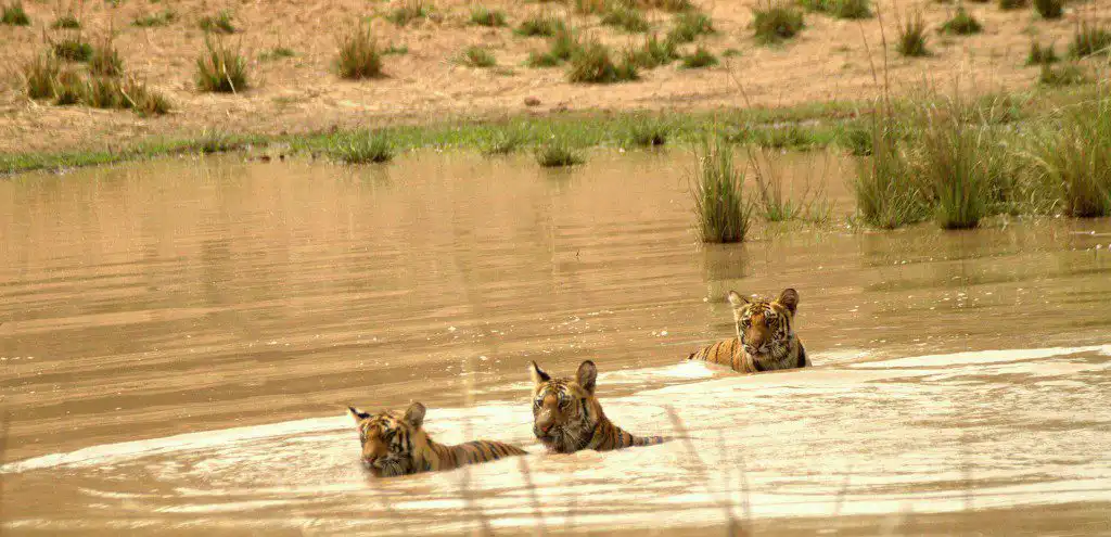 Best Places to See Tigers in India Sukhi Pathia Cubs