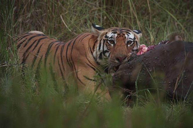 Tiger with Kill