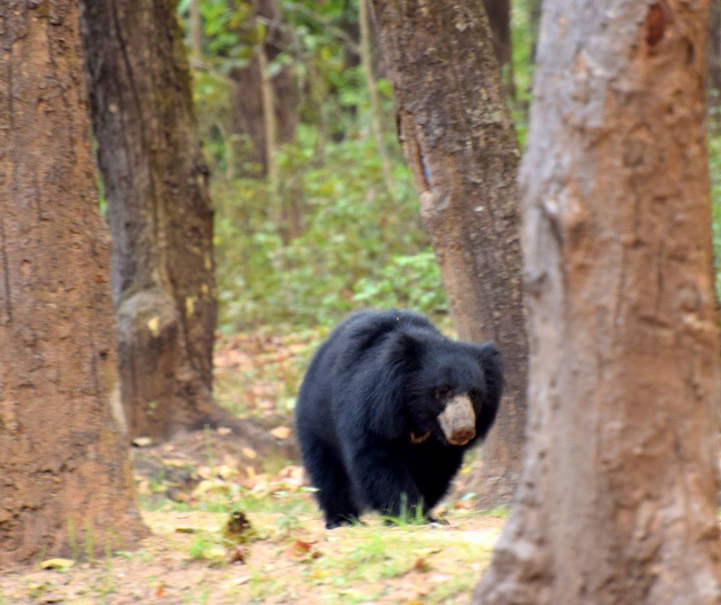 Sloth Bear