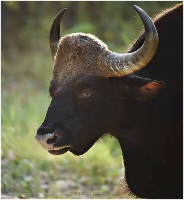 Gaur