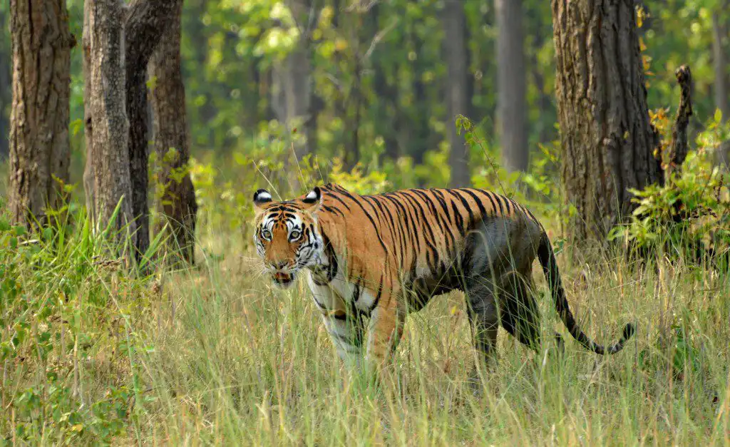 Mahavir Female Tiger in Kanha National Park Mahavir Female