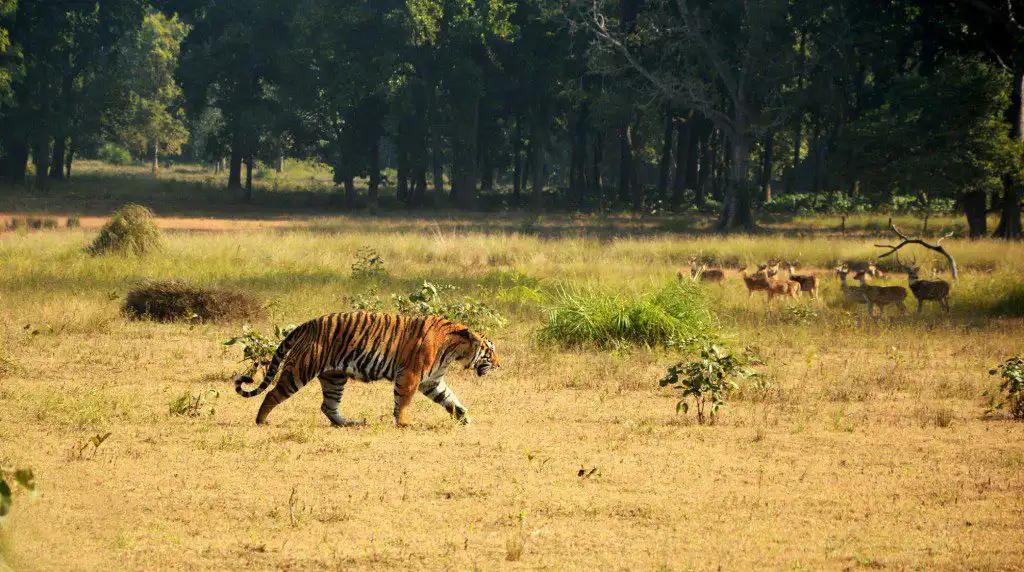 The Tigers of Kanha National Park Umarpani-Female