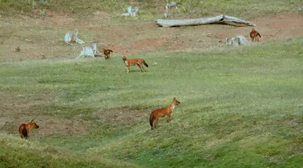 Wild Dogs