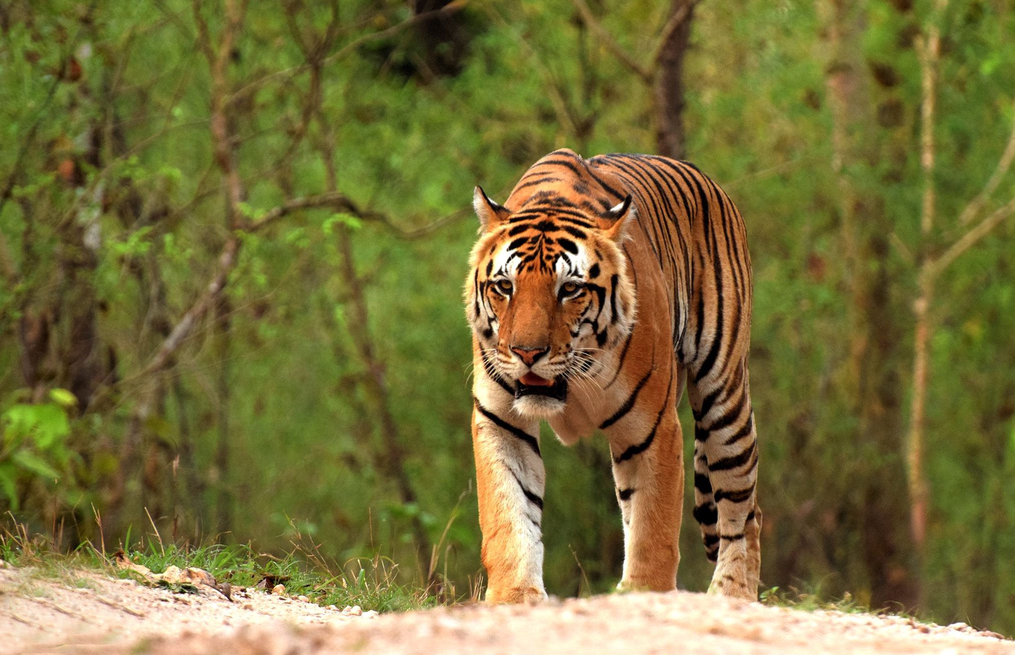 best jungle safari in west bengal